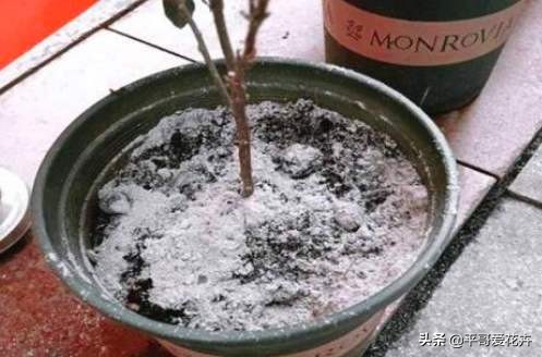 花盆有小飞虫快速消灭的药,花盆有小飞虫怎么消灭