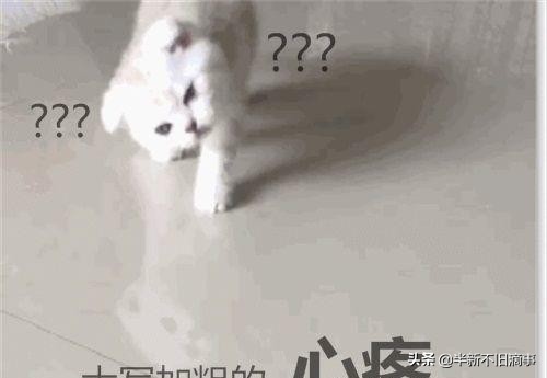 猫咪脖子有点歪怎么办,猫咪睡觉把耳朵都睡歪了