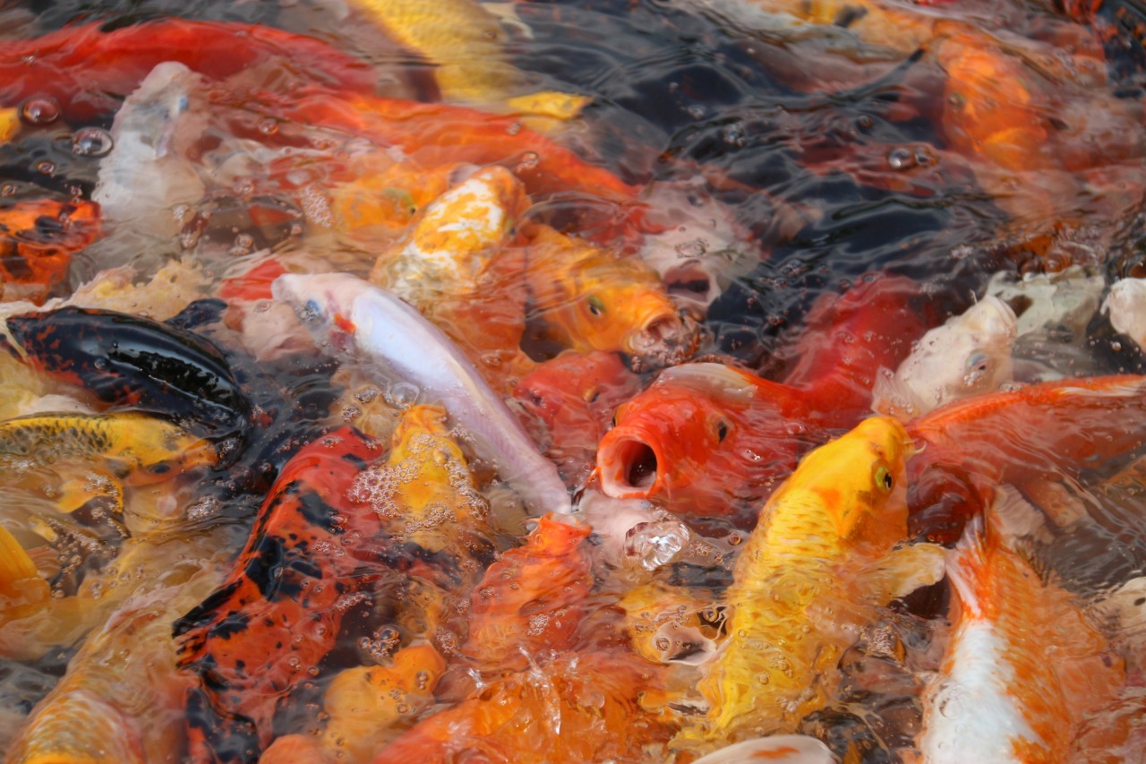 上海出发沿海自驾游攻略最新,上海周边两天一夜自驾自由行攻略