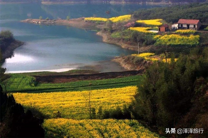 中国最美油菜花海汉中,中国最美油菜花海排名