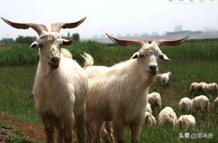 怎么治疗羊铜中毒,羊钴缺乏什么症状