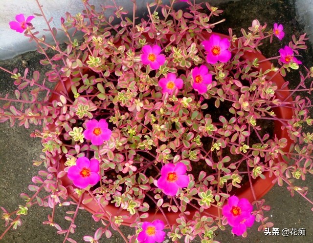 最好养又漂亮的太阳花,死不了的太阳花种子造型