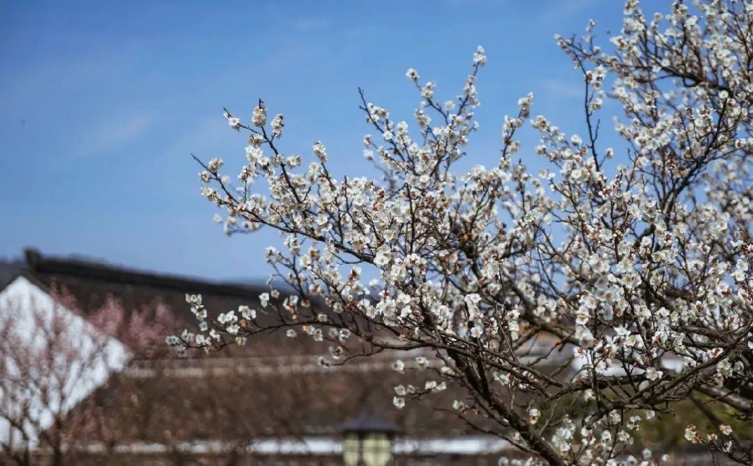 苏州西山十大知名农家乐有哪些,带你走一走苏州的太湖边农家乐
