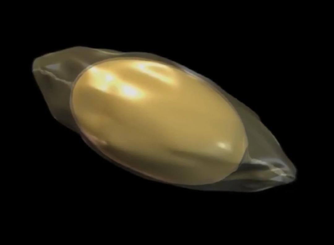 超生动|家禽生殖系统结构和禽蛋形成过程