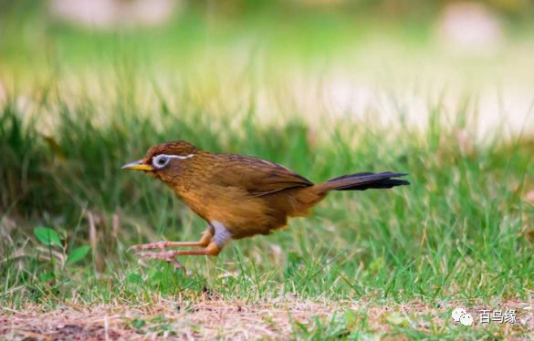 画眉换毛期间喂什么饲料最好,画眉好坏标准识别图片