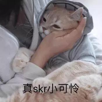福懋宠物医院深圳,猫咪大块掉毛是猫癣快好了吗