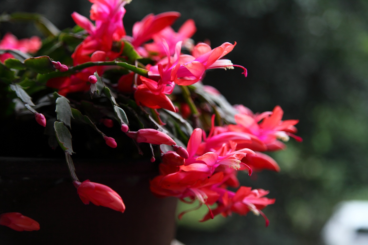 蟹爪兰如何养根才能不烂,蟹爪兰夏季烂根怎么救活