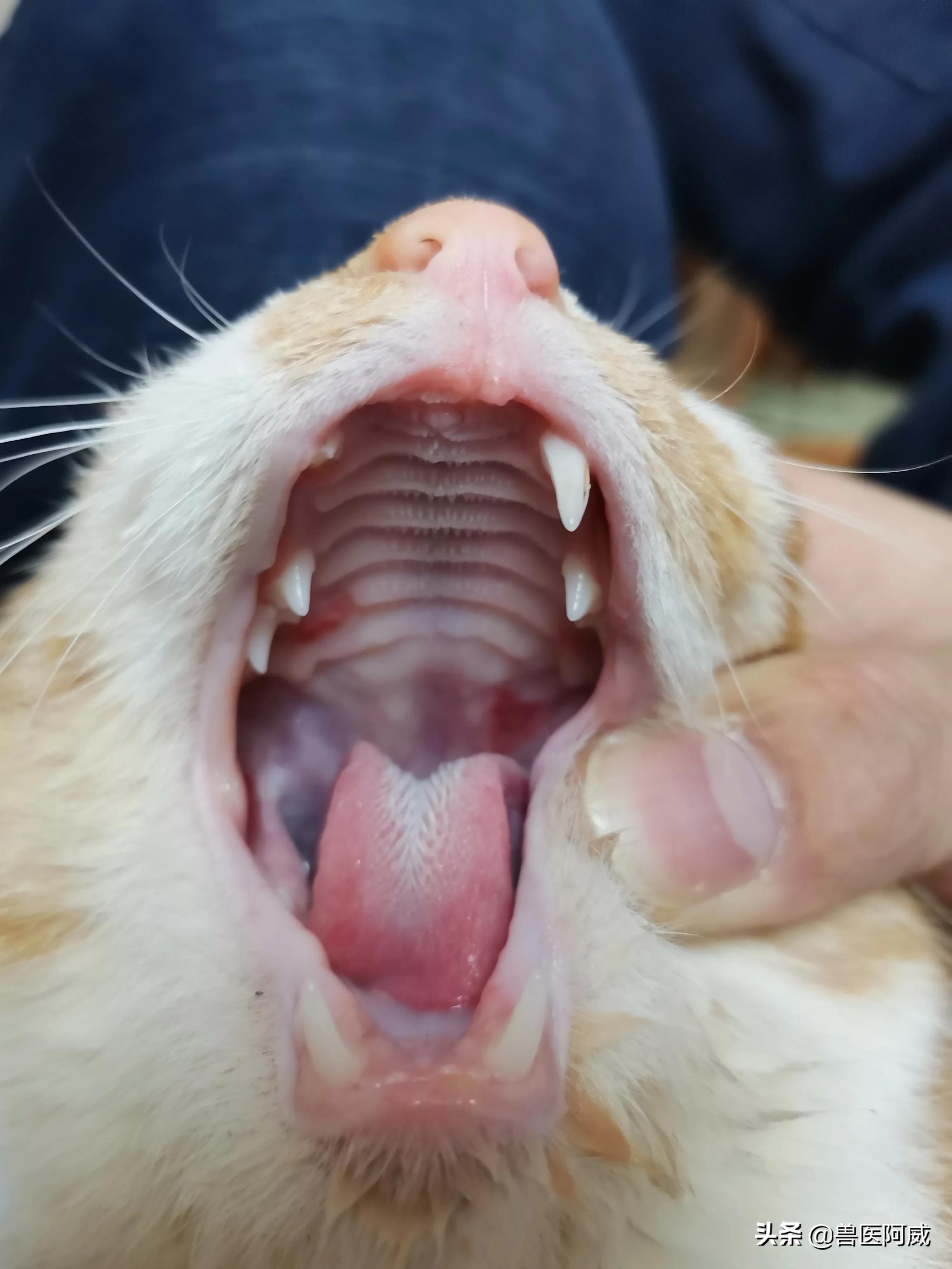 猫瘟和疱疹病毒交叉感染,猫瘟感染幼猫