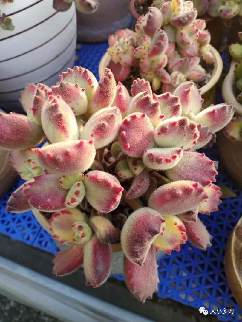 熊童子老叶干瘪新叶不长,熊童子很饱满但没有爪子怎么办