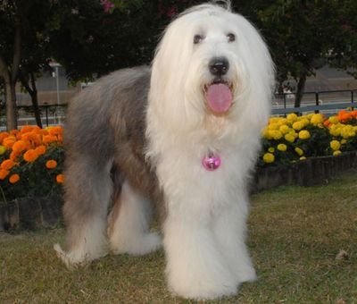 世界上一百种狗的图片,世界十种名贵狗