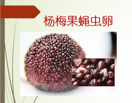 杨梅果园果蝇最有效的消灭方法,杨梅如何喷药防烂果