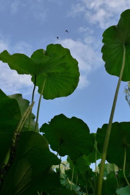 自然之美陶冶人的心灵,用心去感受自然之美
