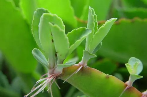 常见有毒红宝石多肉植物,最常见的多肉植物有毒吗