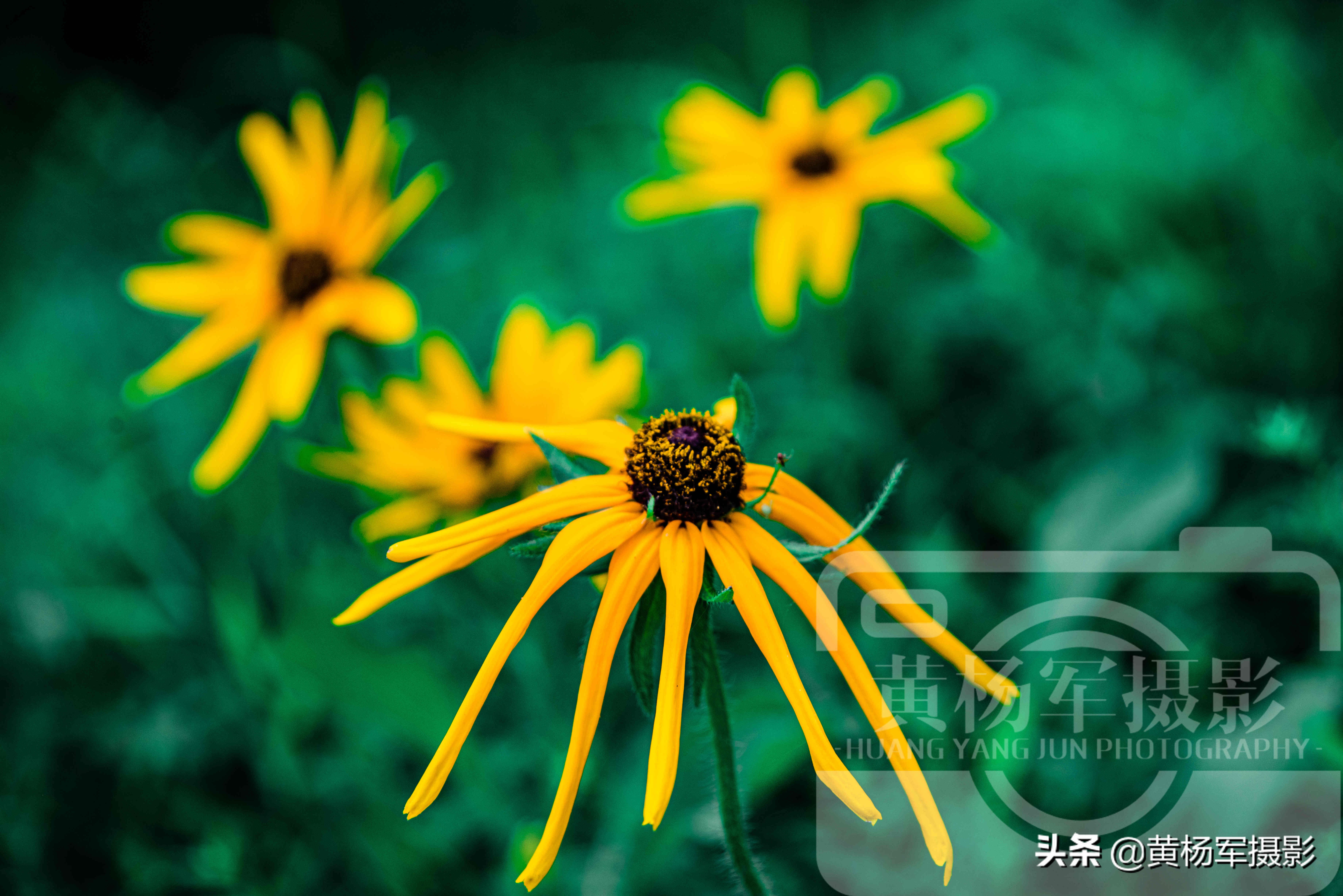 黑心金光菊和全缘金光菊的区别,宿根金光菊和黑心金光菊的区别