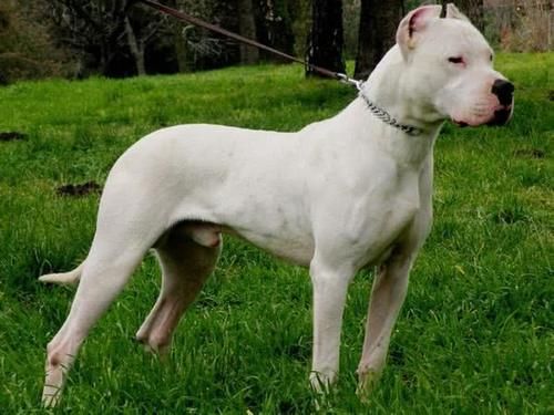 护卫犬罗威纳可以在城市饲养吗,适合城市饲养的护卫犬颜值在线