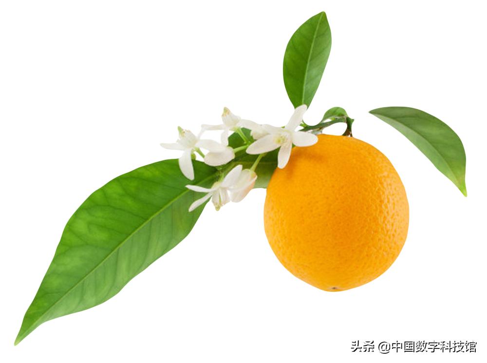 褚橙是什么品种的橙子,褚橙和褚橙橙汁是一个东西吗