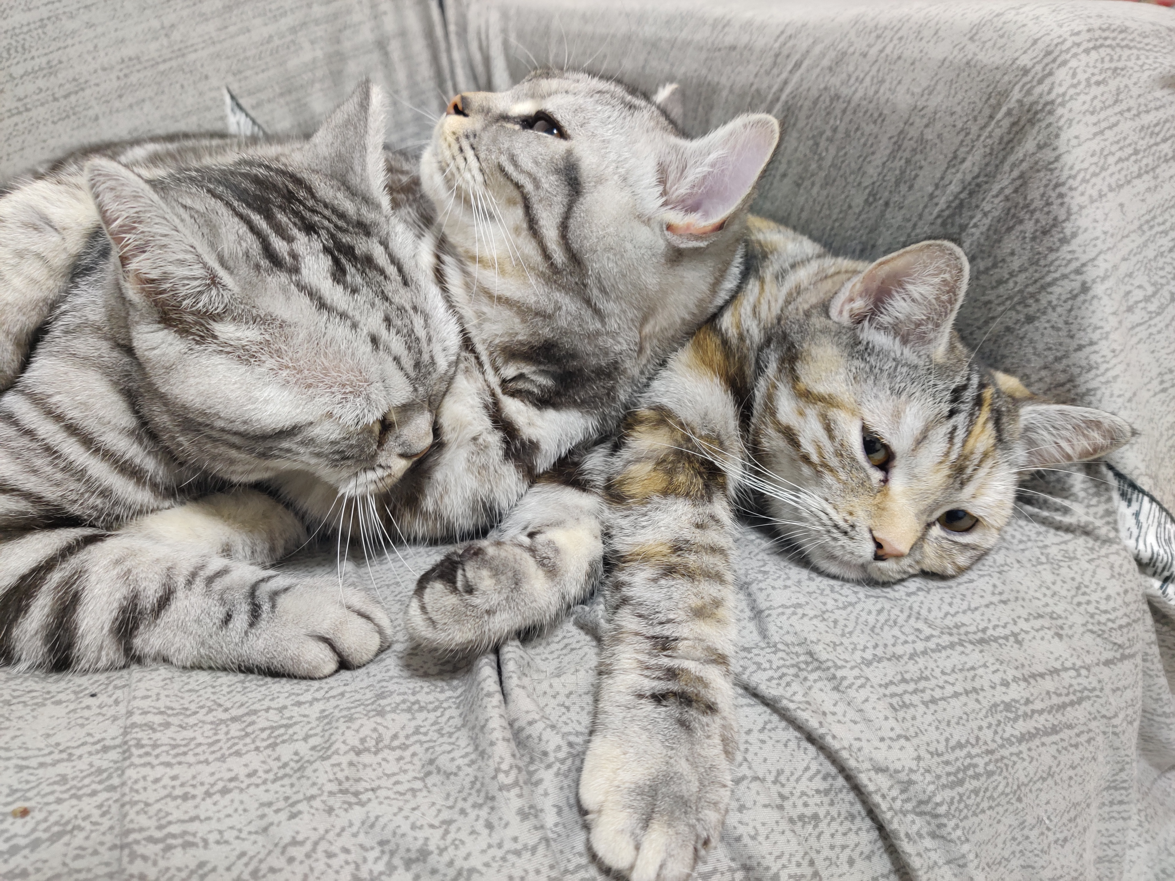 怎么从失去宠物中走出来,宠物死后很伤心怎样走出悲伤