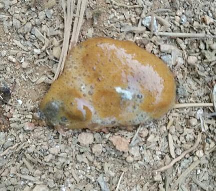 大鸡拉白屎拉稀啥药最好,鸡子拉稀红色的大便