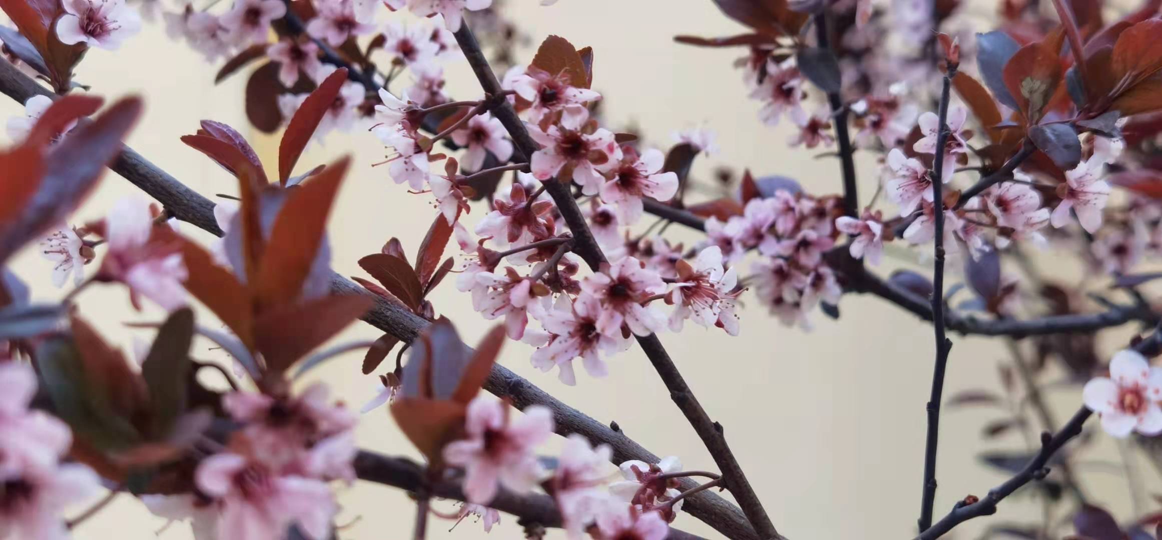 学案导学课堂教学模式,问题导学模式课堂教学