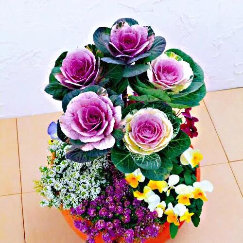 羽衣甘蓝开花图,好看的羽衣甘蓝