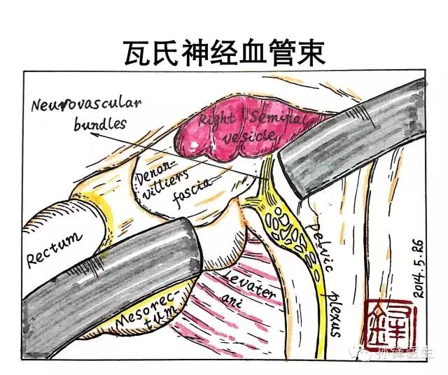 医学干货︱邓氏筋膜：横在直肠癌手术前面的“一道坎儿”