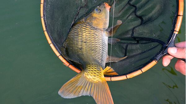 鲤鱼脱钩了还会进窝吗,鲤鱼脱钩的解决方法