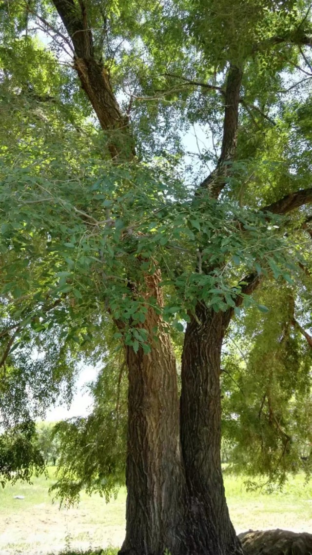 多伦榆木川有玛瑙吗,多伦县榆木川地图