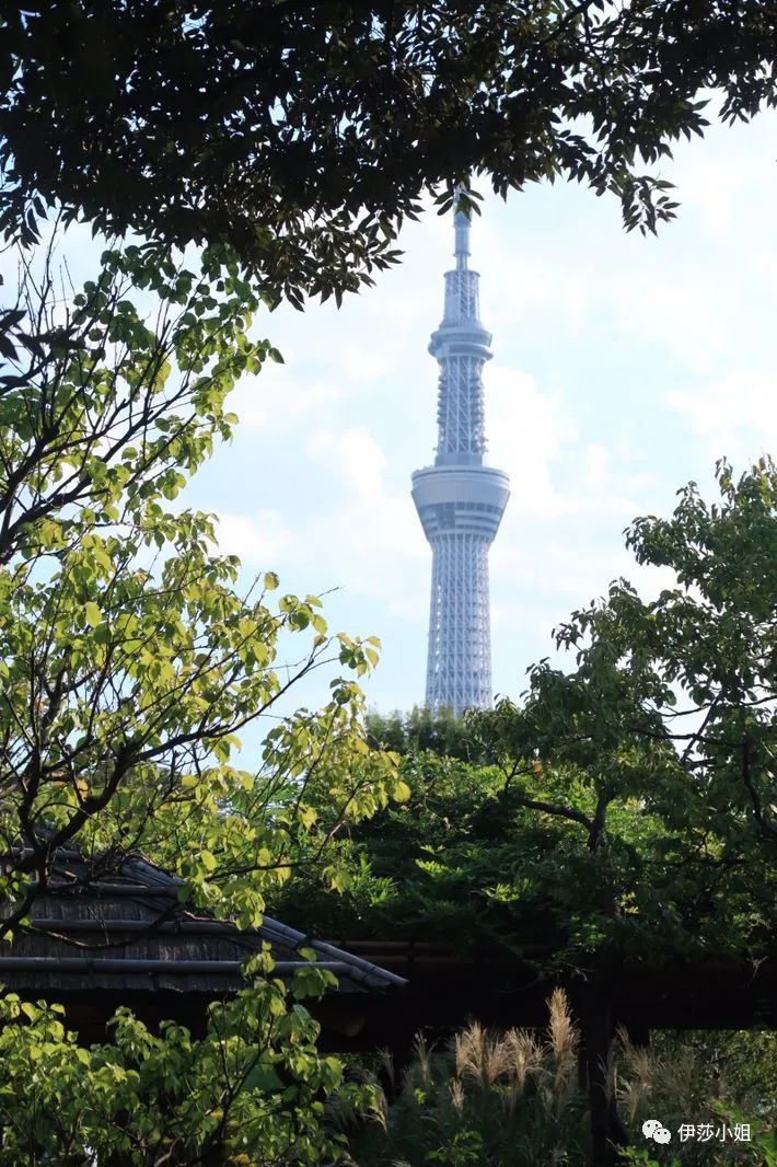 不看樱花能不能进武大,看樱花不一定要去日本的说说