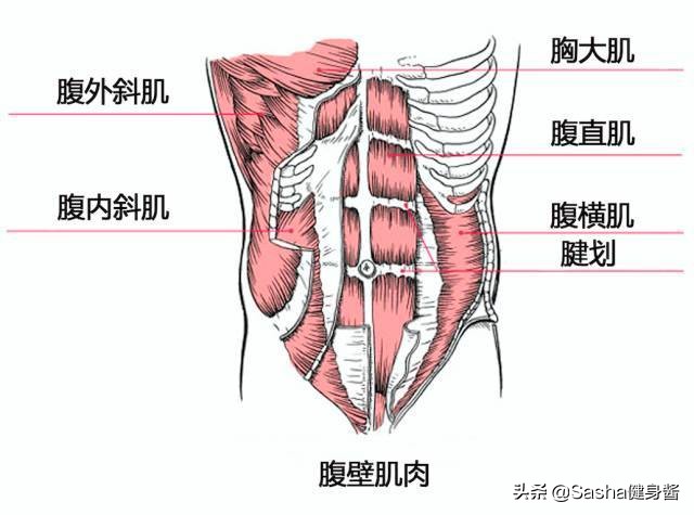 小肚子大怎么练马甲线最快最有效,怎么练马甲线让肚子变小
