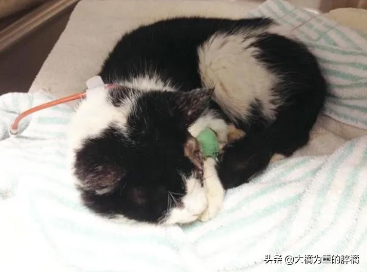 猫咪被车撞了瘫软无力无呼吸,猫咪被撞后急救