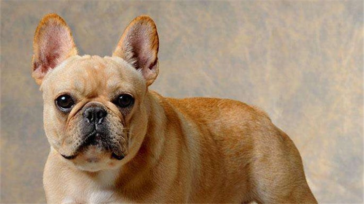 别随便摸狗狗这5个地方，很容易被咬！