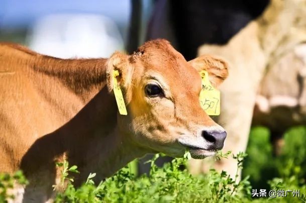 广州市奶牛研究所几点过去买牛奶,广州白云山奶牛研究所