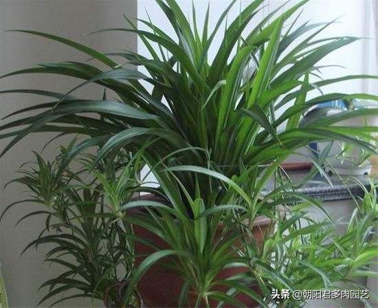 怎样把吊兰养成瀑布,吊兰长得像瀑布一样怎么办