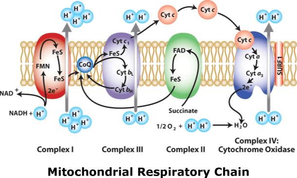 一口气搞懂生命起源