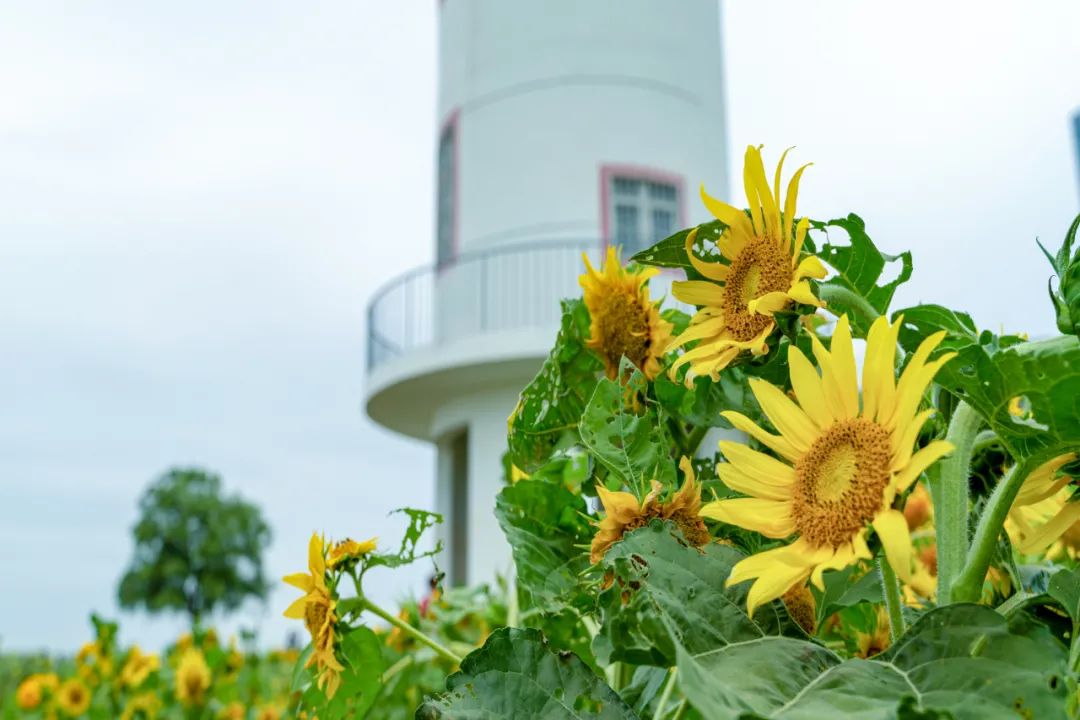 抓住春天的尾巴鸟语花香,抓住花海的尾巴