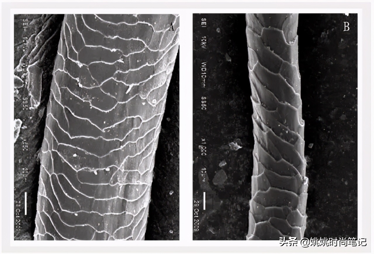 羊毛在羊身上出羊绒,羊毛出在羊身上案例