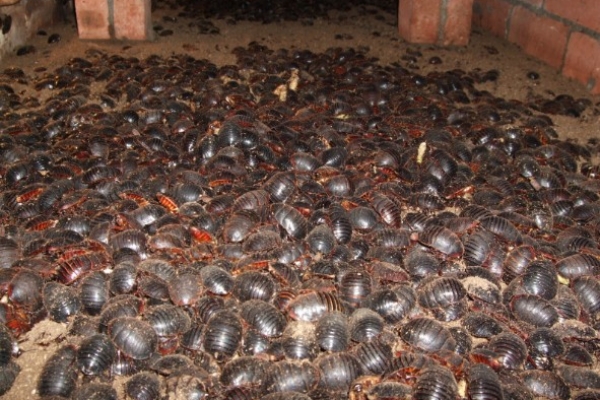 中药土鳖虫养殖,养土鳖虫经济价值高吗