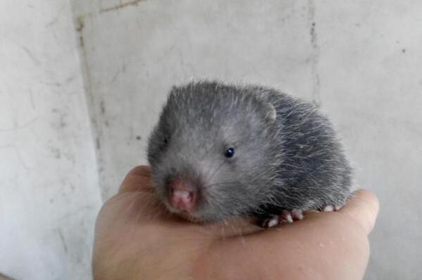 养殖心得简短句子,竹鼠养殖心得