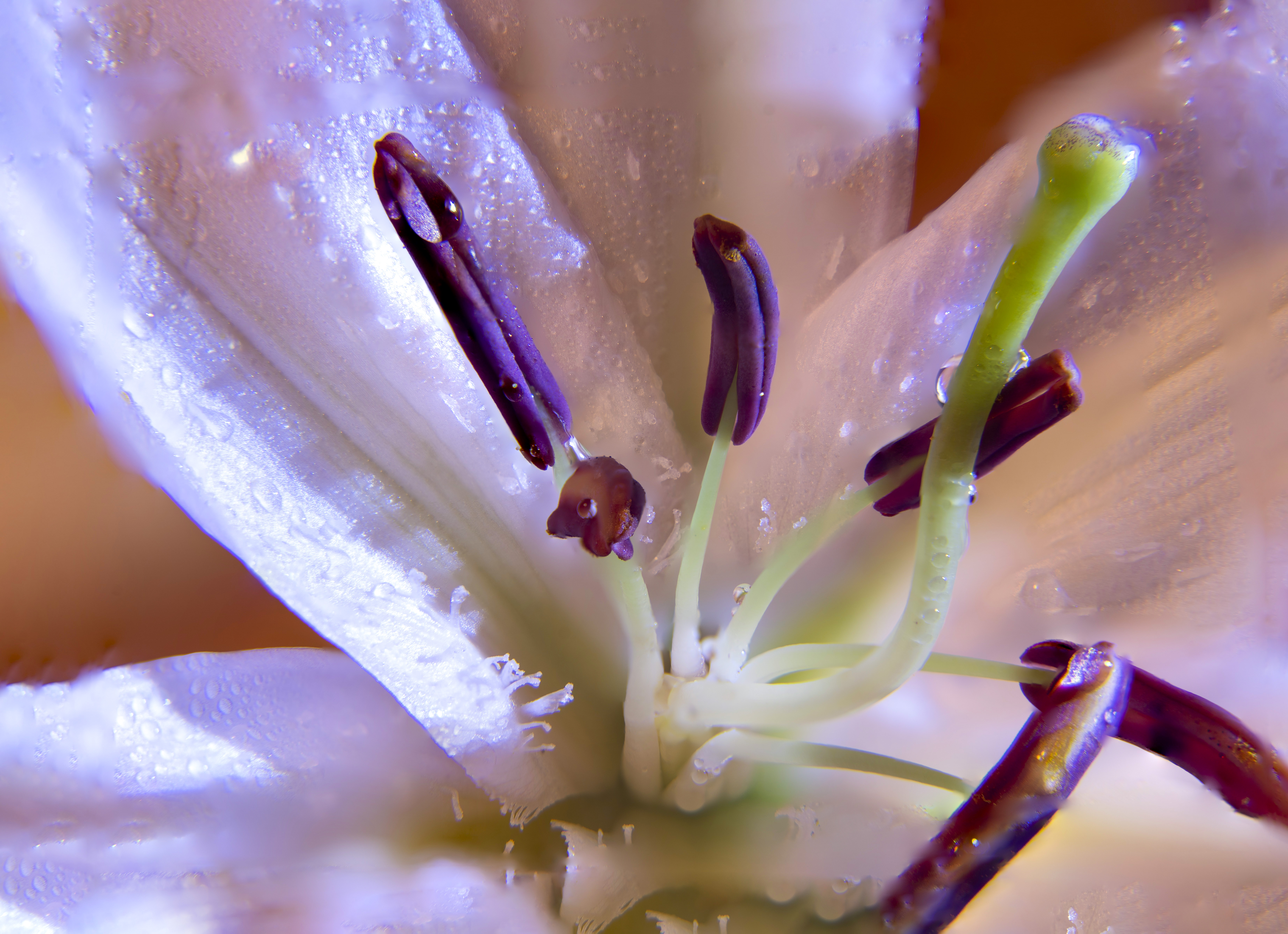 微距摄影后期处理小技巧是什么,微距摄影技巧及配件