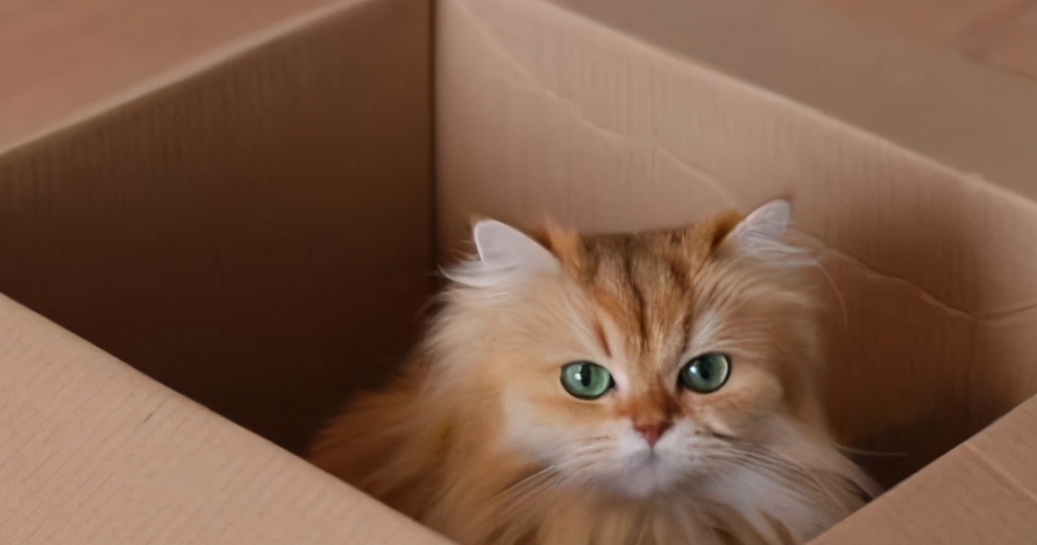 金吉拉是什么猫培育出来的呢,金吉拉容易和哪种猫容易弄混