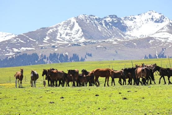 伊犁昭苏马场的马,伊犁昭苏县的马