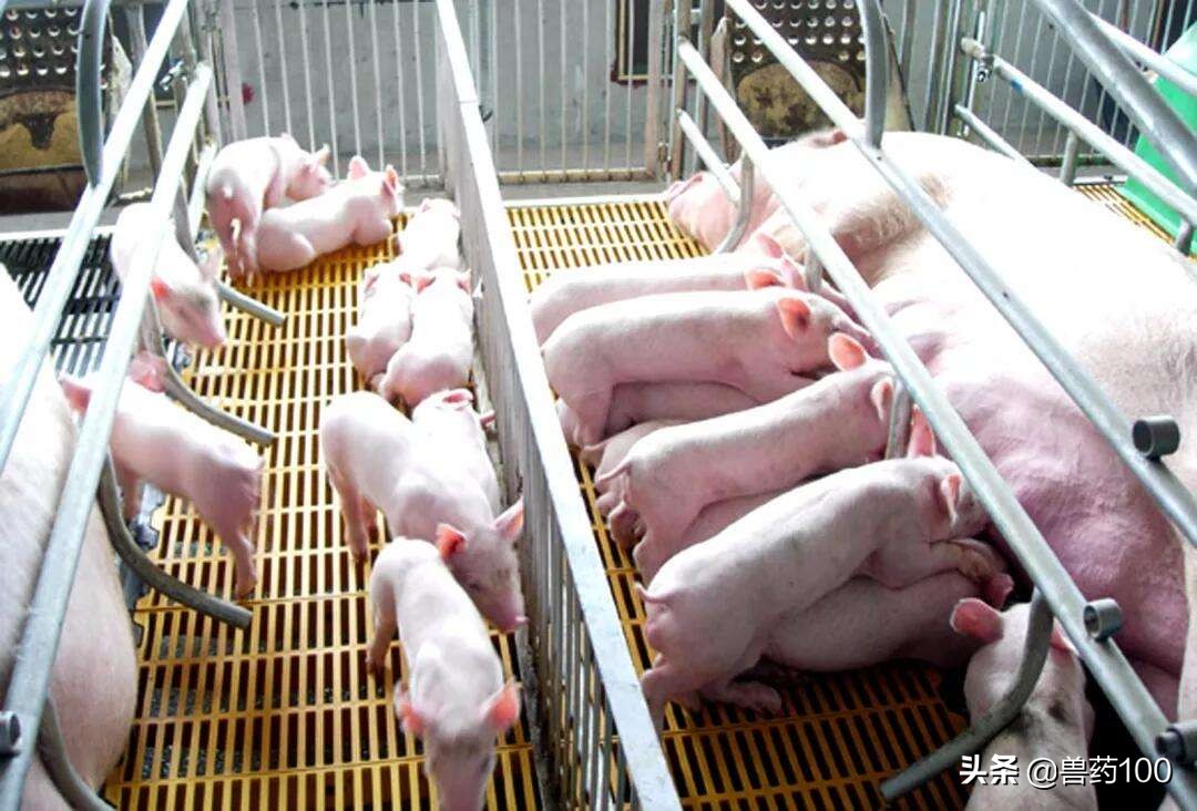 猪场母猪流产不用慌，这样做，配种成功率提升90%