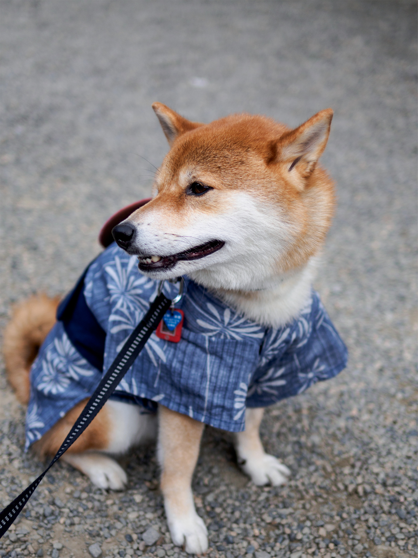 行摄日本丨东京三大祭之浅草三社祭（一）尼康d810、奥林巴斯em10