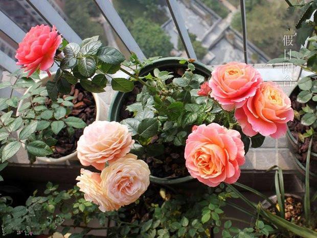 果汁阳台属于黄颜色的花吗,开花爆盆的果汁阳台