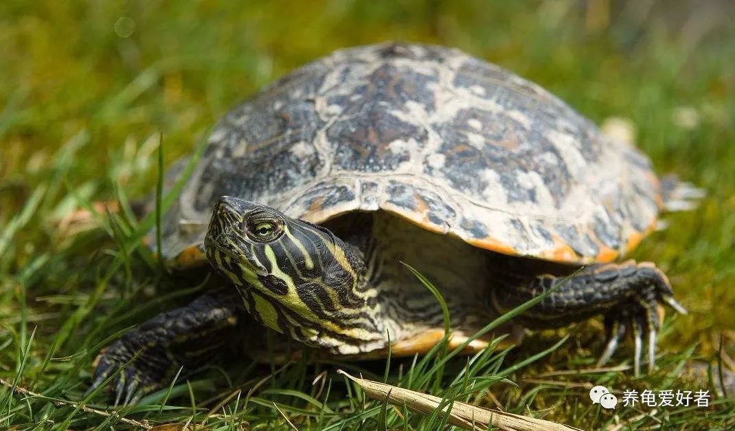 什么品种的龟不怕人,龟一直怕我怎么办