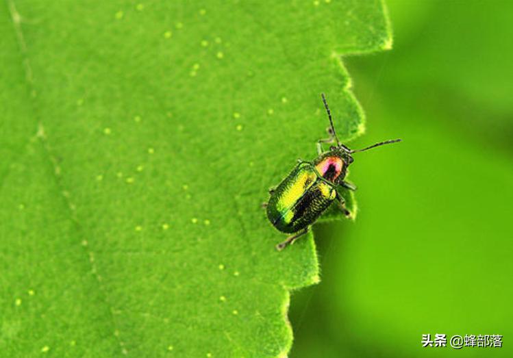 神奇昆虫，蜜蜂造出最省材料”房子“，它比祖冲之更早算出圆周率