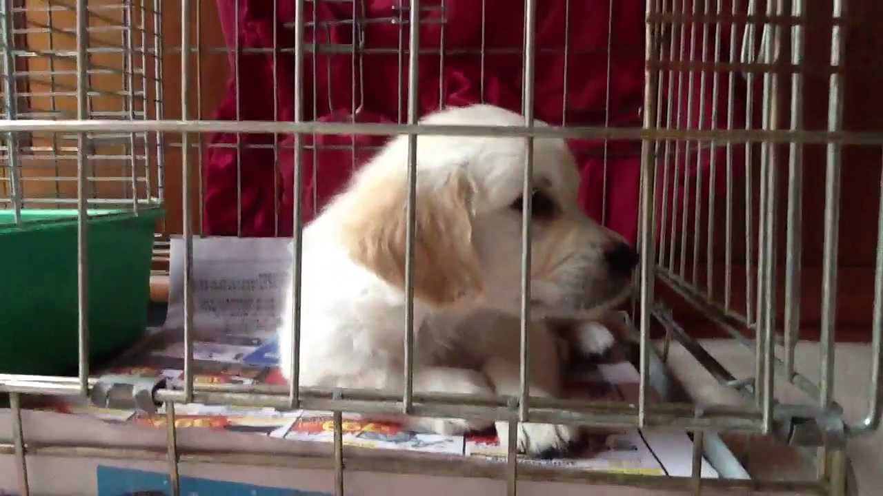 小狗刚到家一直叫能打吗,小狗被凶了就听话了