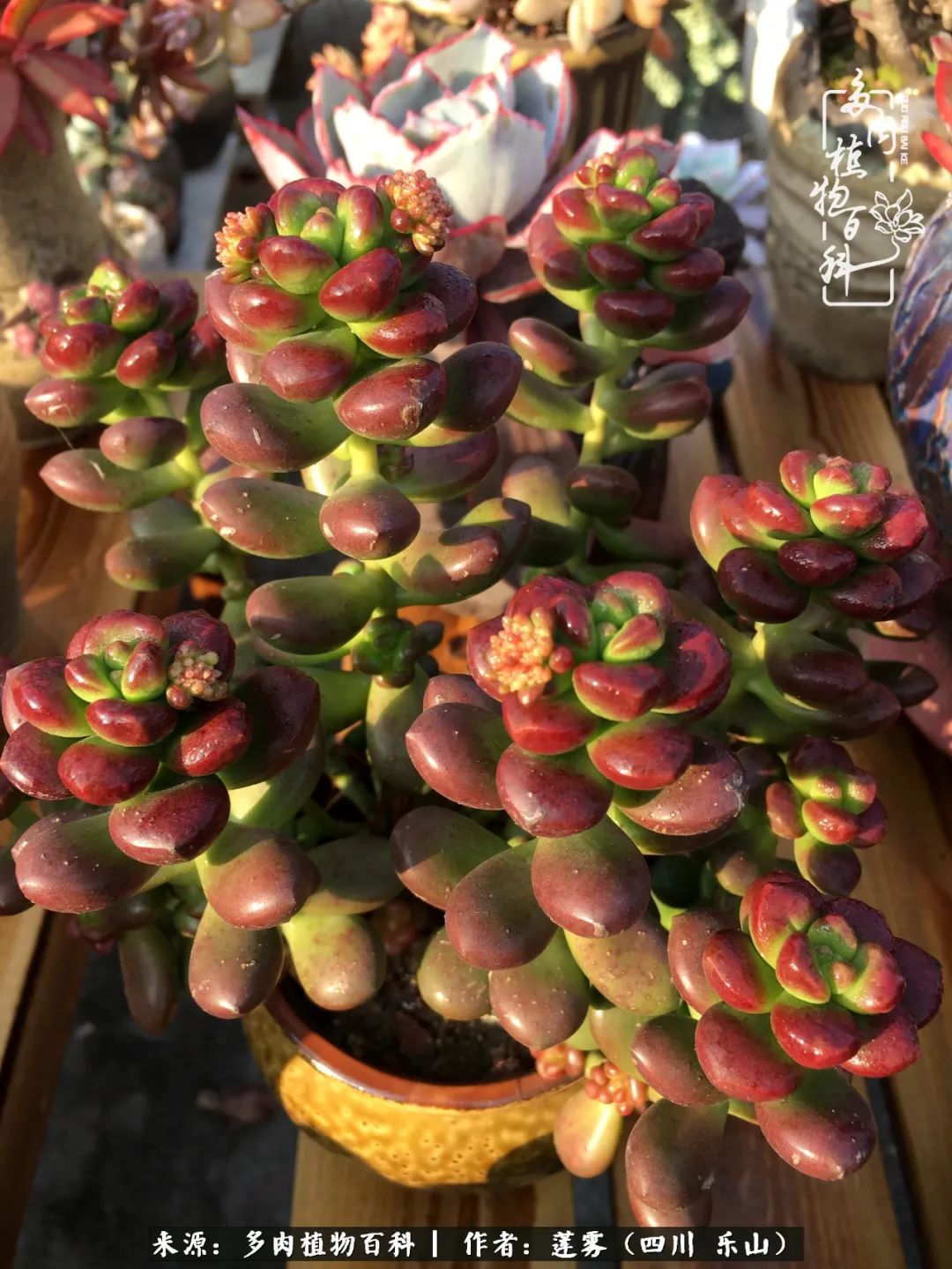 治愈系多肉精灵,初冬携一抹暖阳与多肉相伴