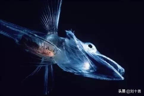 罕见动物60种大开眼界,十种罕见动物