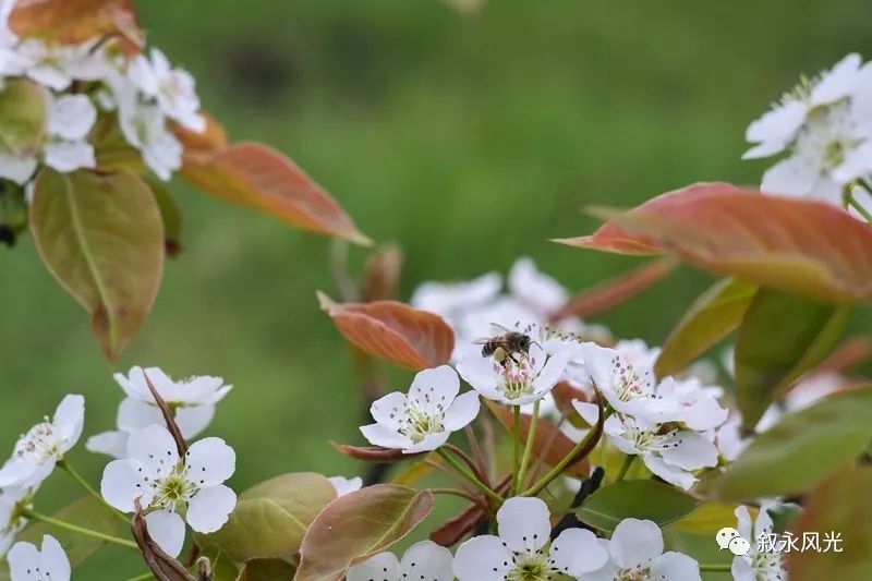 千树万树梨花开风景欣赏,千树万树梨花开美景可以去哪欣赏